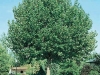Platanus acerfolia 